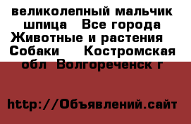 великолепный мальчик шпица - Все города Животные и растения » Собаки   . Костромская обл.,Волгореченск г.